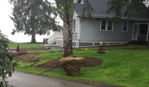 Tree Transplanting in Wolfeboro