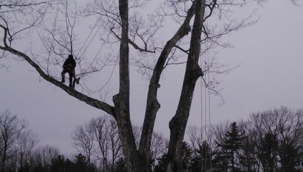 Tree Pruning in Wolfeboro