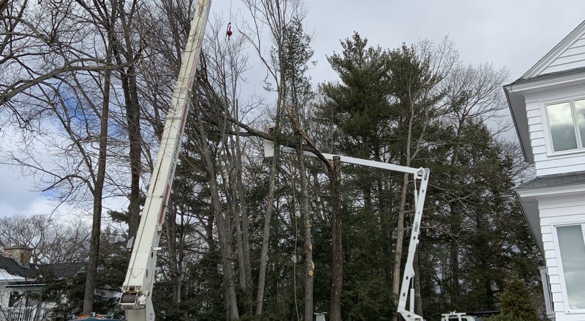 Bucket Truck Tree Work in Wolfeboro