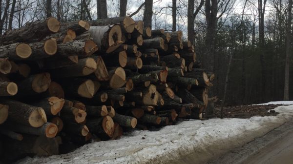 Log Length Firewood