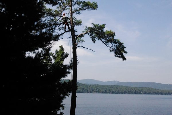 Island Tree Work in Wolfeboro